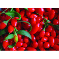 Factory Supply Zertifizierte Bio-Goji-Beeren und -Beeren goji